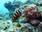 Carangues Vivaneaux