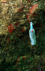 Crustaces Nudibranches Etoile Poulpe