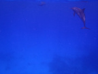Dauphins