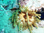 Eponges Gorgones Anemone